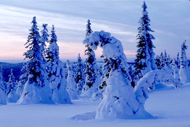 Abetos cubiertos de nieve al atardecer, Finlandia.